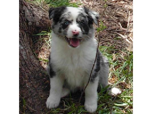 PoulaTo: male and female australian shepherd